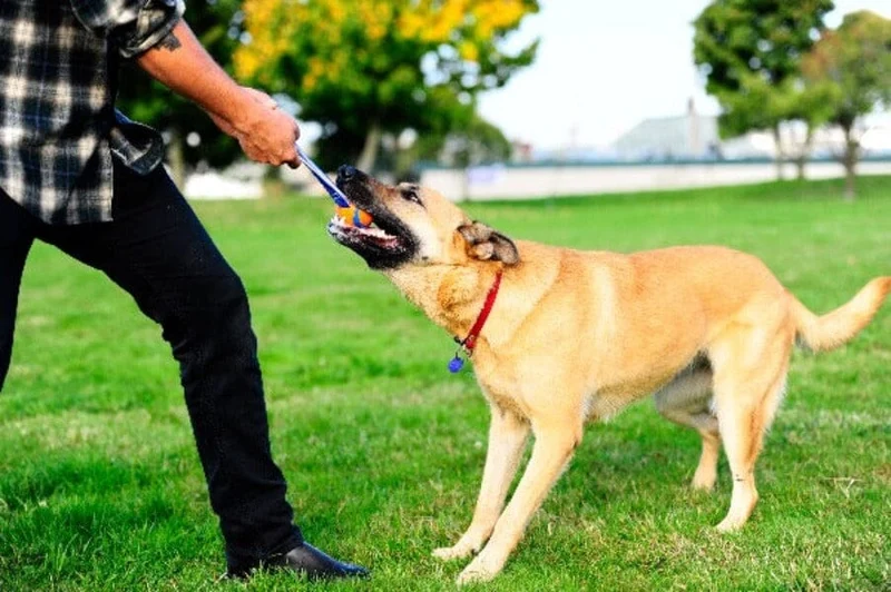 Chuckit! | Ultra Tug